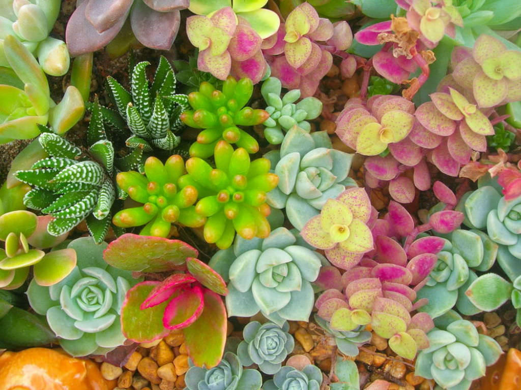 Succulent Plant Names