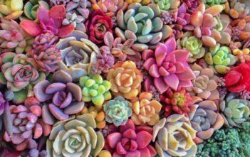 Why and How do Succulents Change Color? Succulents Change Color