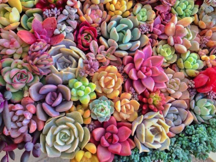 Succulents Change Color