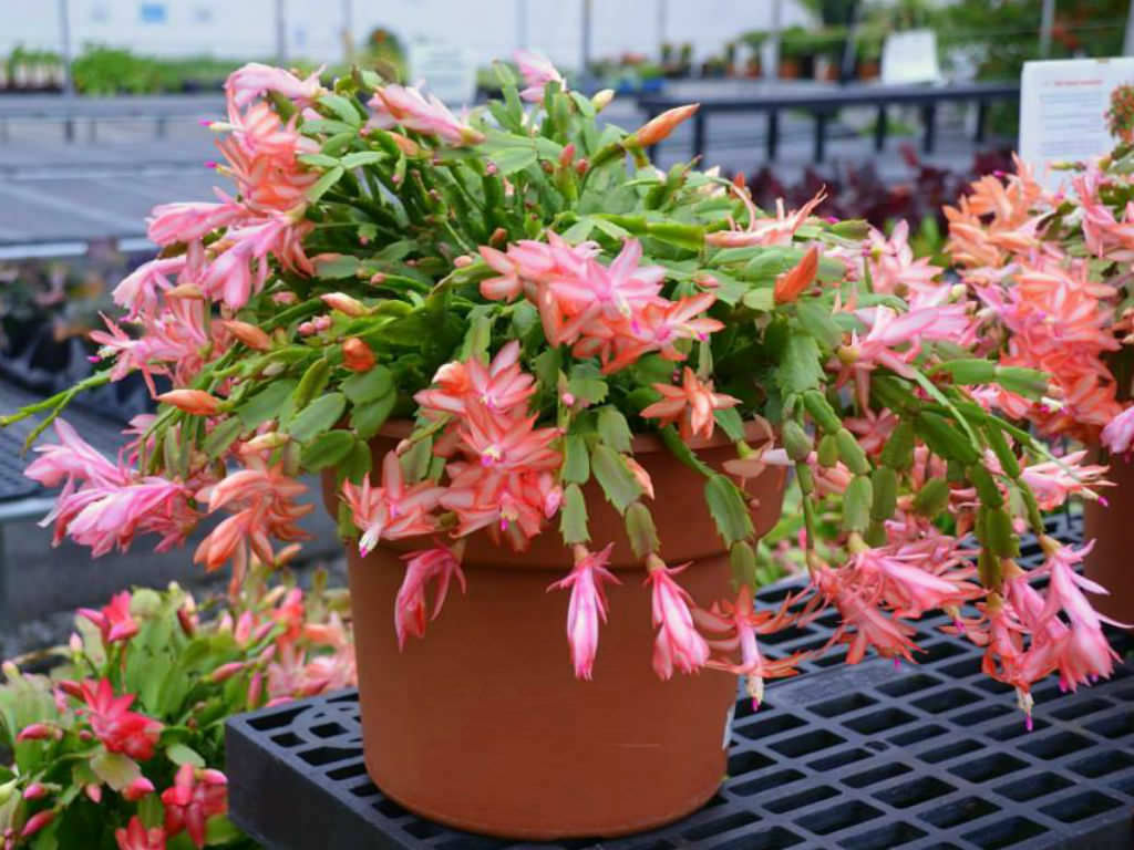 How To Repot A Thanksgiving Cactus World Of Succulents