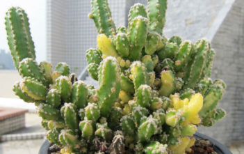 Acanthocereus tetragonus 'Fairy Castle' f. variegata Acanthocereus tetragonus 'Fairy Castle' f. variegata