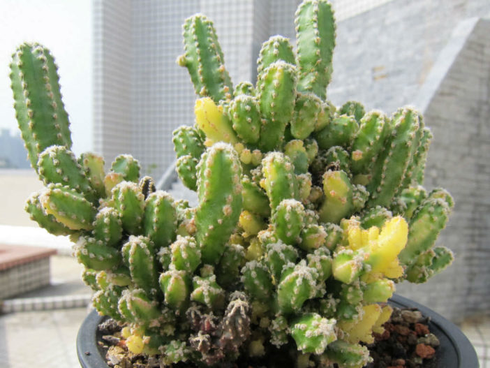 Acanthocereus tetragonus 'Fairy Castle Variegatus'