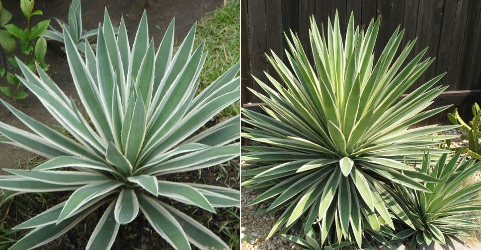 Agave angustifolia �Marginata� World of Succulents
