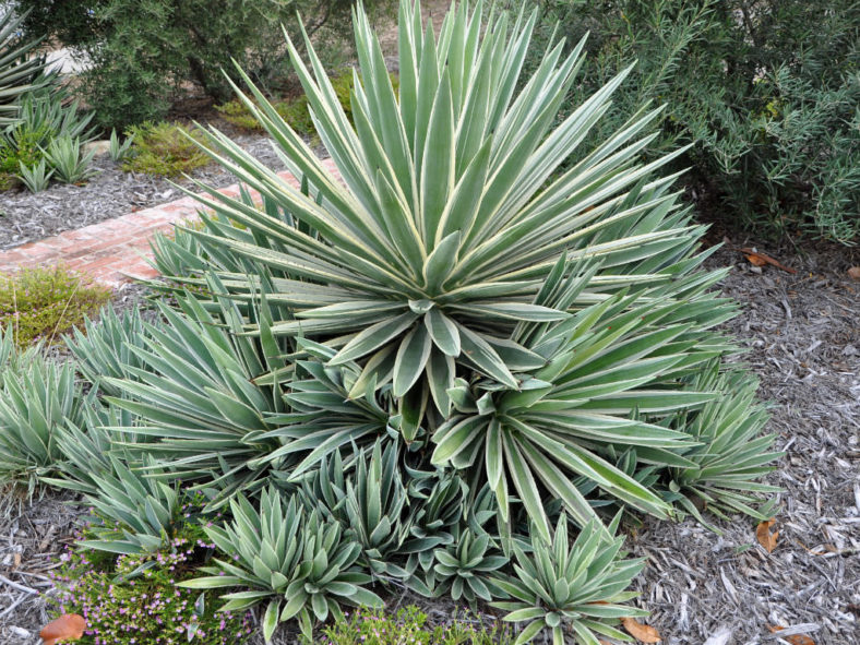 Agave angustifolia 'Marginata' (Variegated Caribbean Agave)