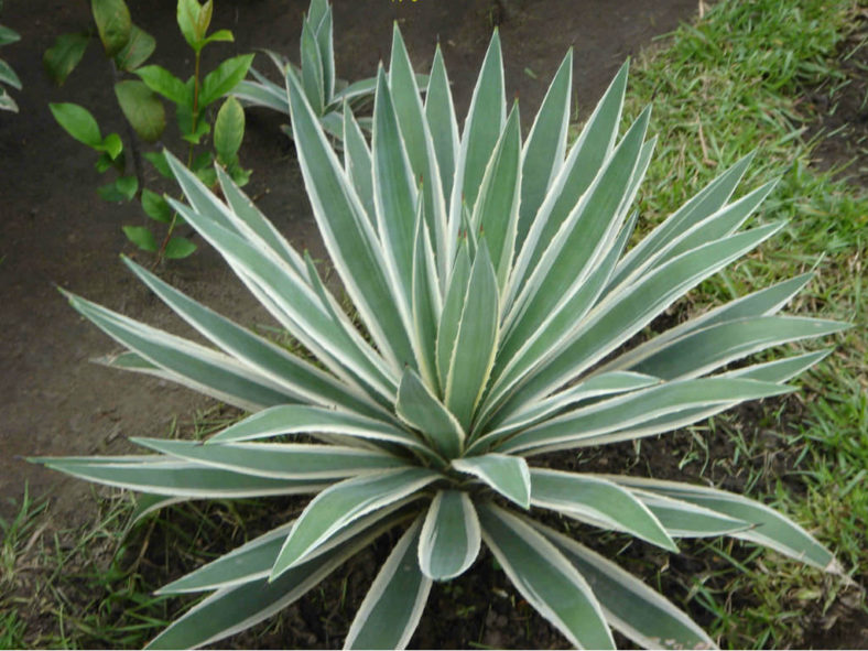 Agave angustifolia 'Marginata' (Variegated Caribbean Agave)