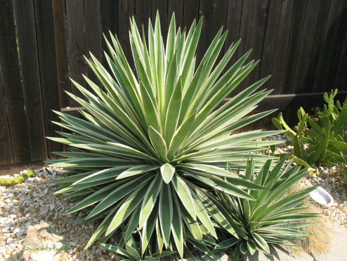 Agave angustifolia 'Marginata' (Variegated Caribbean Agave)