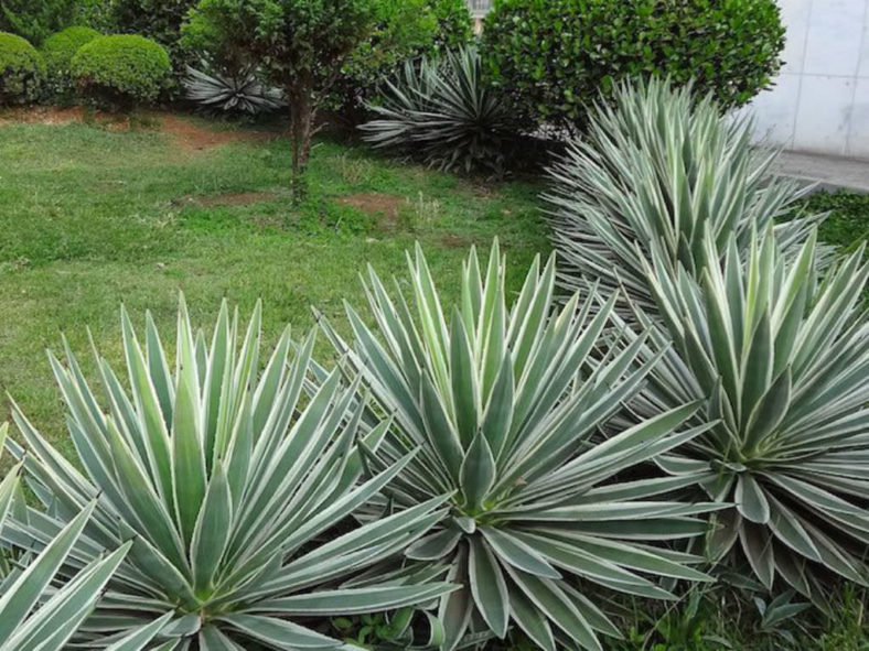 Agave angustifolia 'Marginata' (Variegated Caribbean Agave)