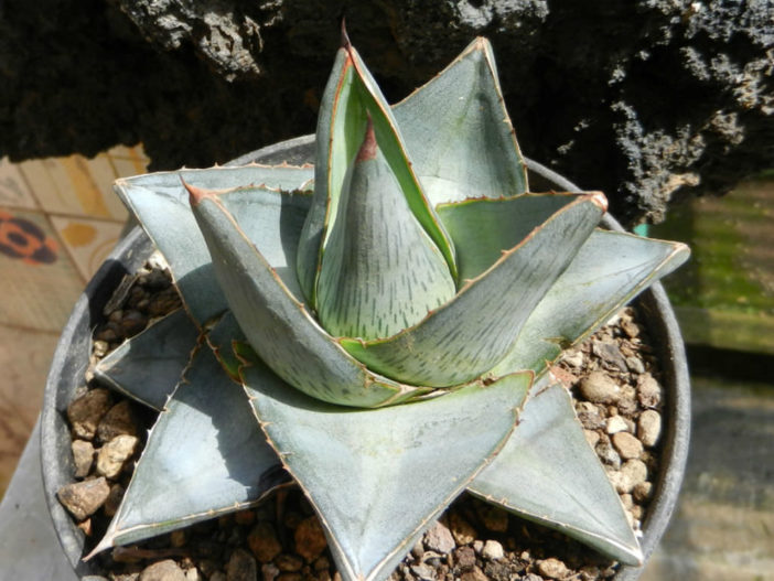 Agave pumila (Miniature Agave)