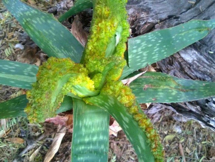 Aloe Mites (Aloe Cancer)