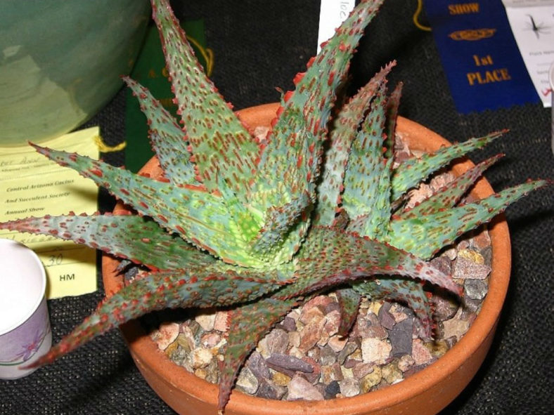Aloe 'Viper' (Griffin Viper Hybrid Aloe)