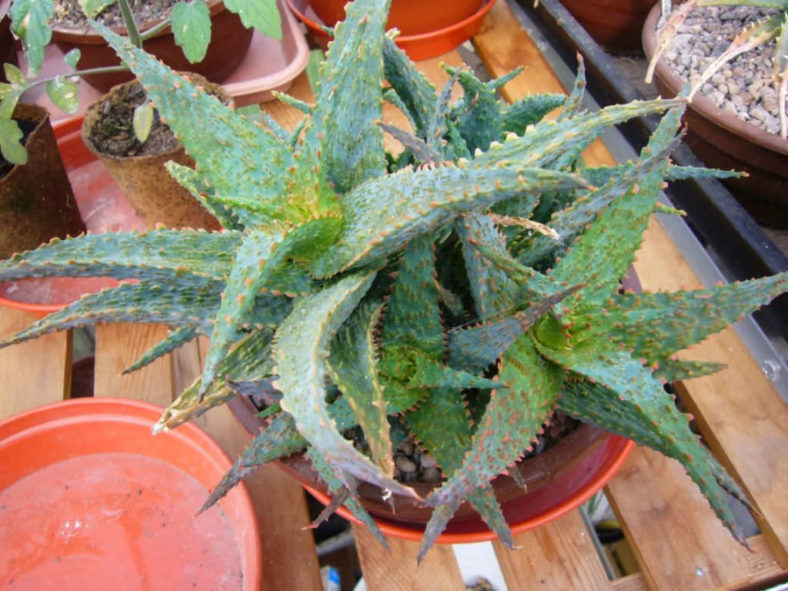 Aloe 'Viper' (Griffin Viper Hybrid Aloe)