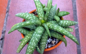 Aloe World Of Succulents Aloe Ellenbeckii