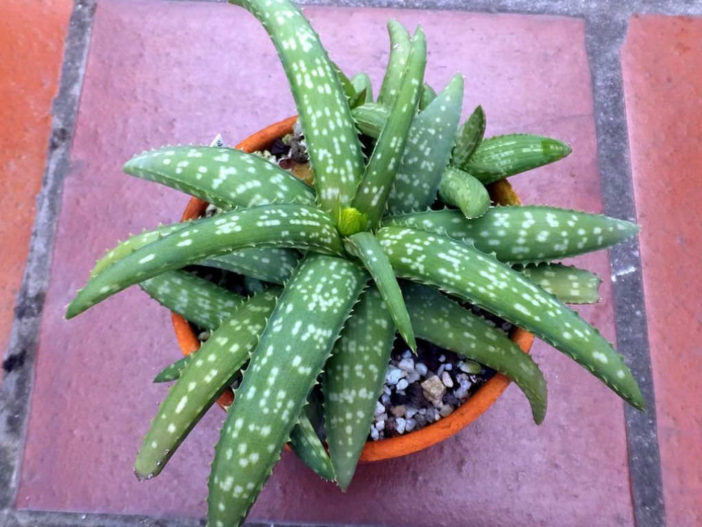 Aloe ellenbeckii