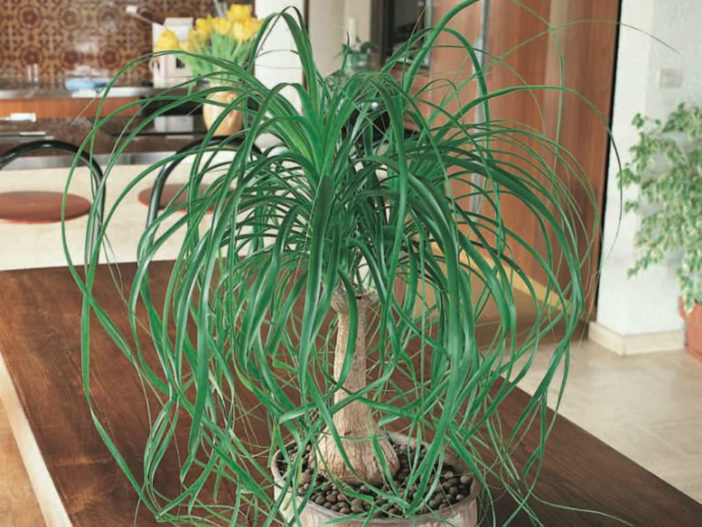 Beaucarnea recurvata (Ponytail Palm)