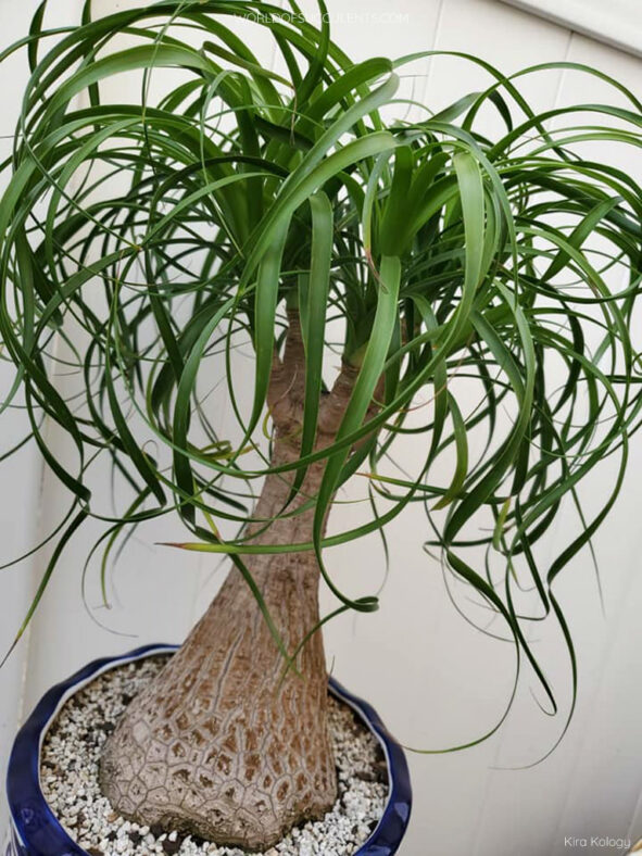 Beaucarnea recurvata, commonly known as Ponytail Palm