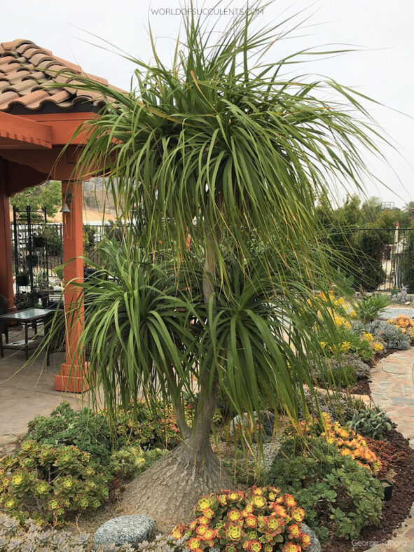 Beaucarnea recurvata, commonly known as Ponytail Palm