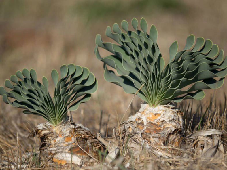 Boophone haemanthoides (Namaqua Century Plant)