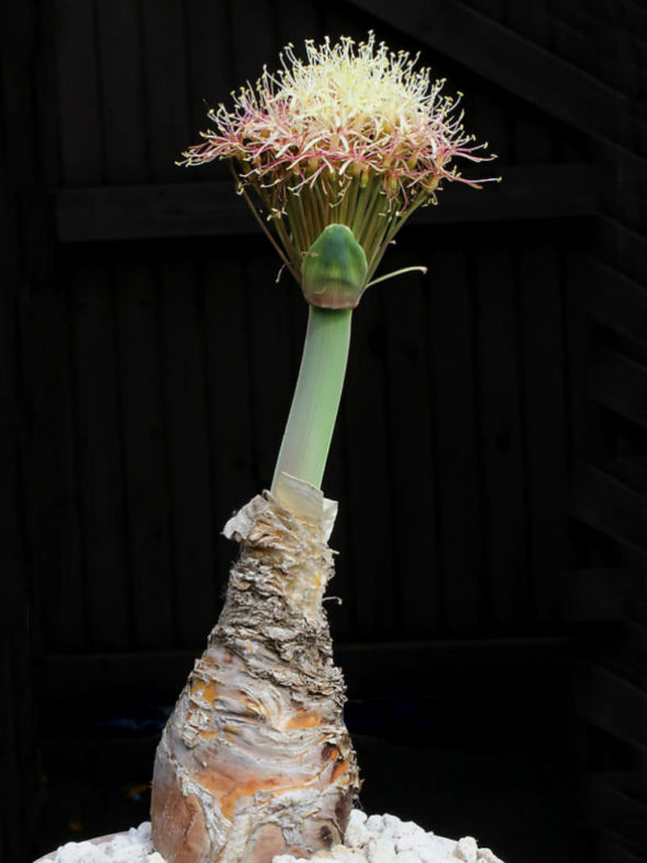 Boophone haemanthoides (Namaqua Century Plant)