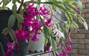 How to Water a Christmas Cactus Christmas Cactus
