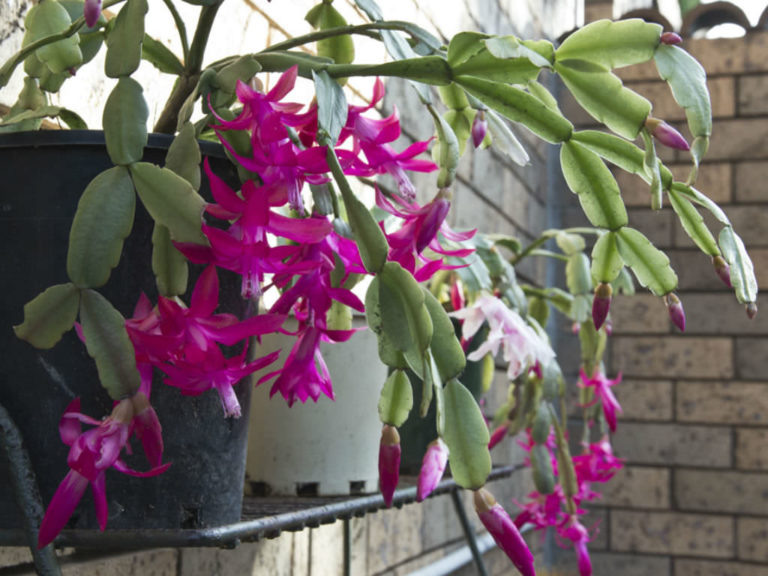 How to Water a Christmas Cactus World of Succulents