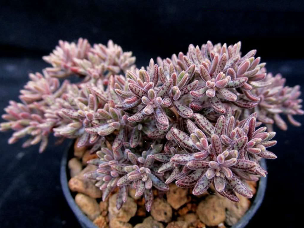 Crassula humbertii | World of Succulents