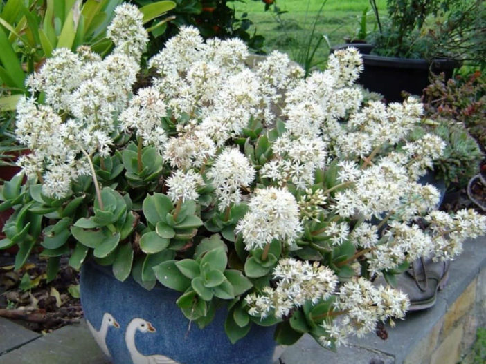 Crassula lactea (Taylor's Parches)