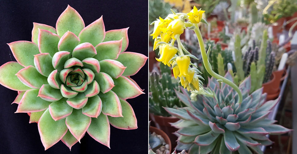 Echeveria 'Sagitta' | World of Succulents