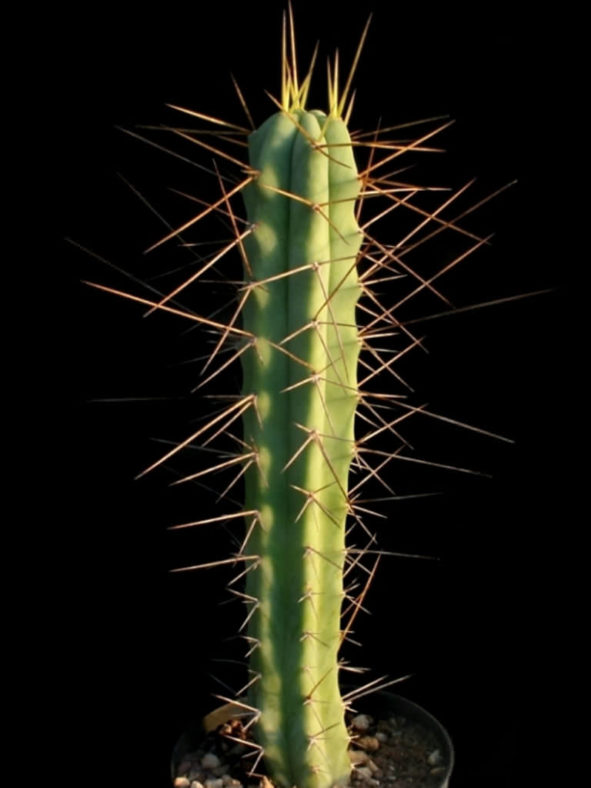 Echinopsis lageniformis (Bolivian Torch Cactus)