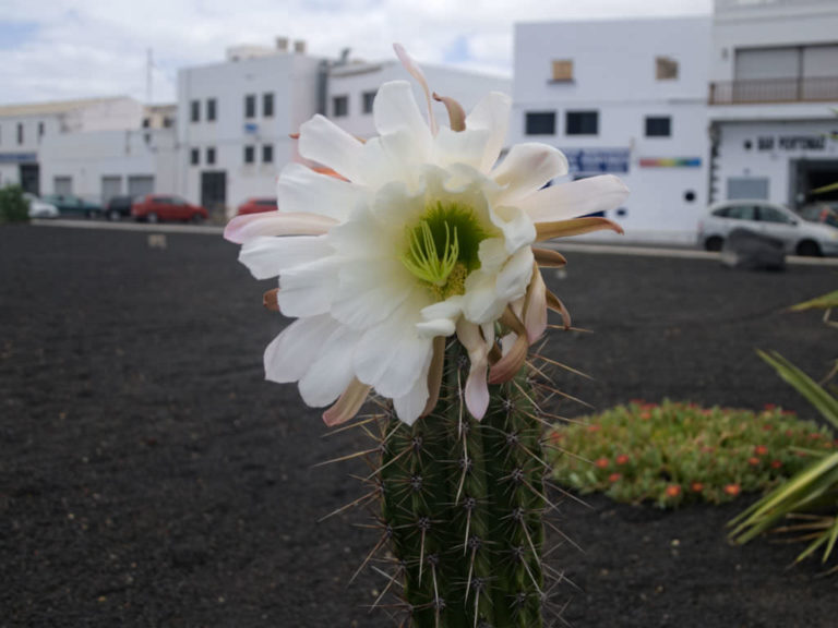 Echinopsis lageniformis (Bolivian Torch Cactus) - World of Succulents