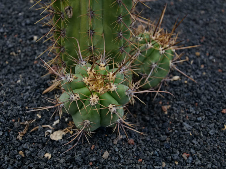 Echinopsis lageniformis (Bolivian Torch Cactus)