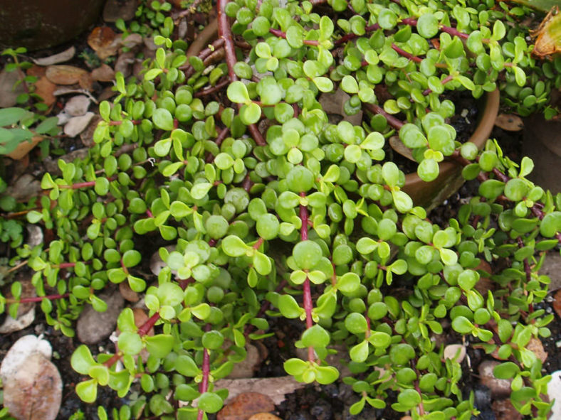 Elephant Bush Leaves Falling Off