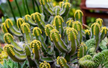 How to Propagate Euphorbia Euphorbia