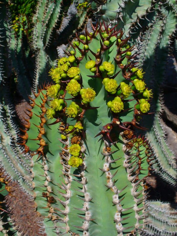 Euphorbia avasmontana (Slender Candelabra Euphorbia)