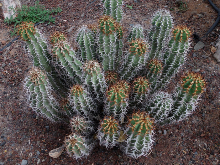 Euphorbia avasmontana (Slender Candelabra Euphorbia)