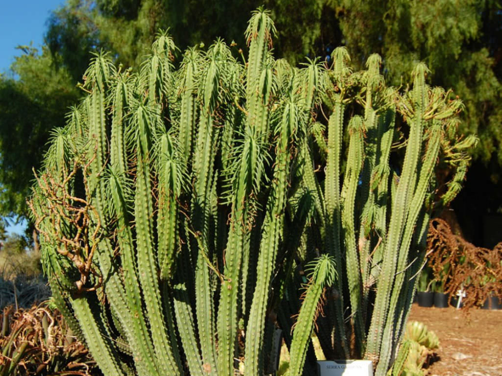 Euphorbia loricata | World of Succulents