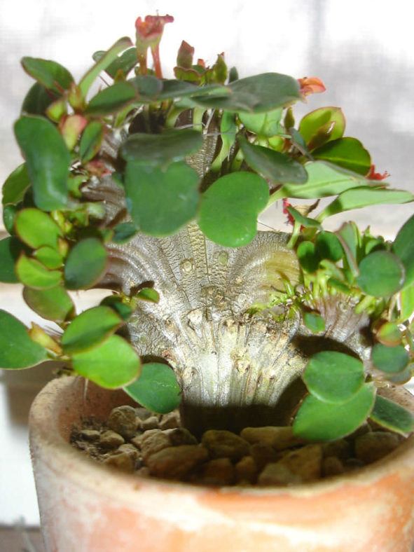 Euphorbia milii 'Cristata'