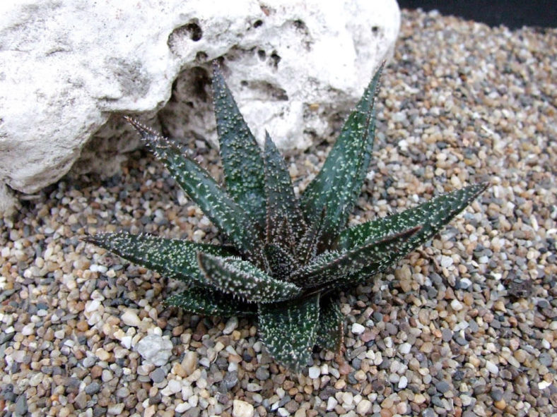 ×Gasteraloe 'Twilight Zone' aka Aloe 'Twilight Zone'