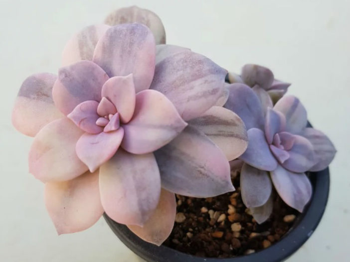 Graptopetalum superbum 'Variegatum' aka Graptopetalum pentandrum subsp. superbum 'Variegatum'