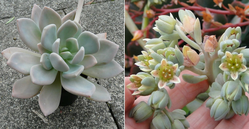 限定　Pachygrack　パチグラッグ ソフビ　sou.plants ソフビ製ともだち初号機 BLACK JAXX (Black x M.purple ) | 多肉