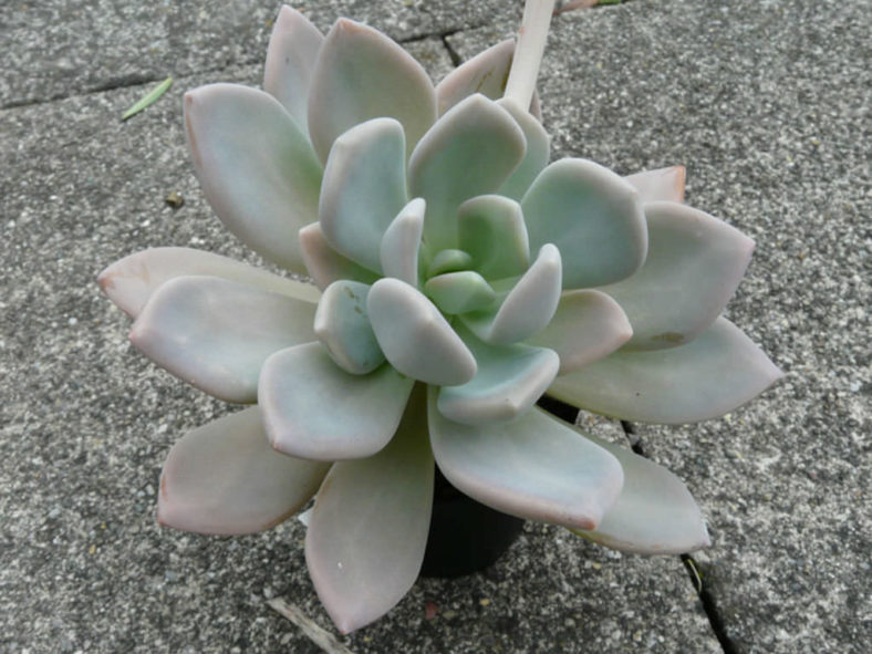 ×Graptophytum 'Supreme'