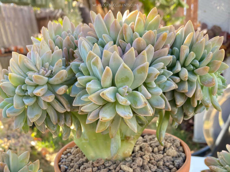 Graptosedum 'Francesco Baldi Cristatum'