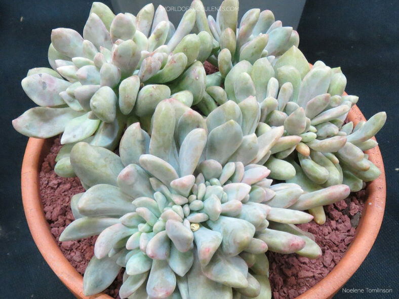 Graptosedum 'Francesco Baldi Cristatum'