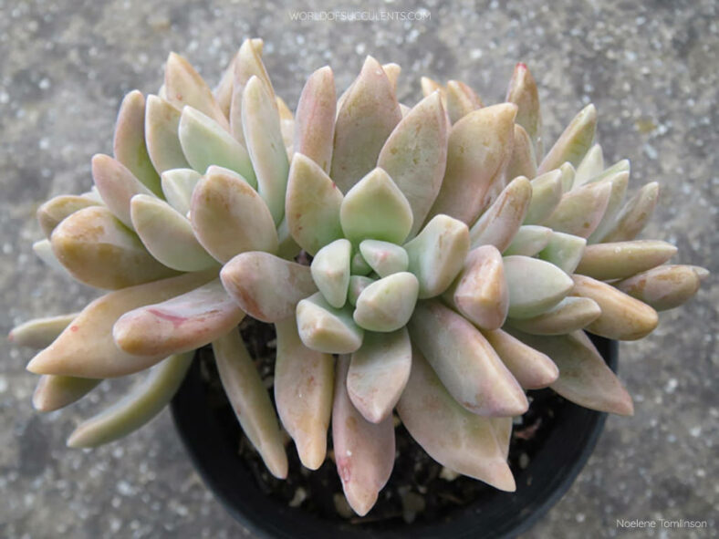 Graptosedum 'Francesco Baldi Cristatum'