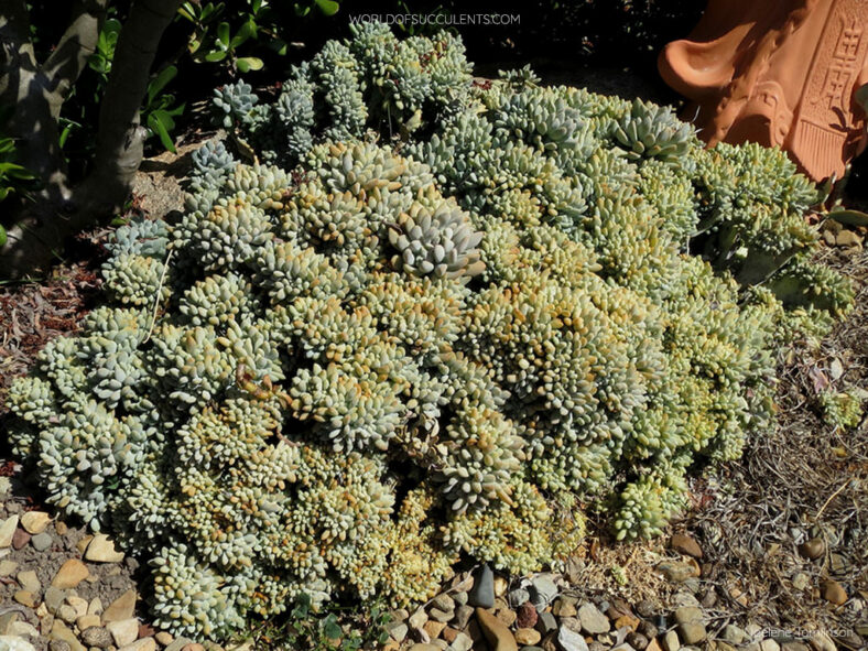 Graptosedum 'Francesco Baldi Cristatum'