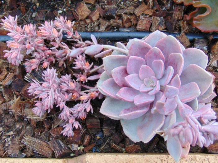 Graptoveria 'Spirit of '76'