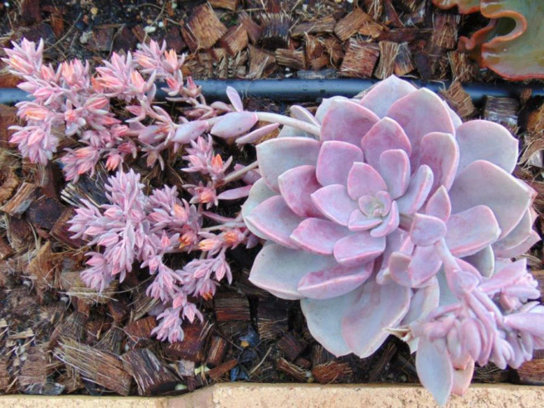 ×Graptoveria 'Spirit of '76'