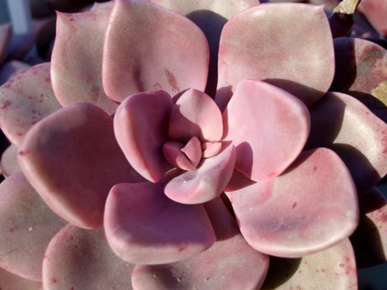 ×Graptoveria 'Spirit of '76'