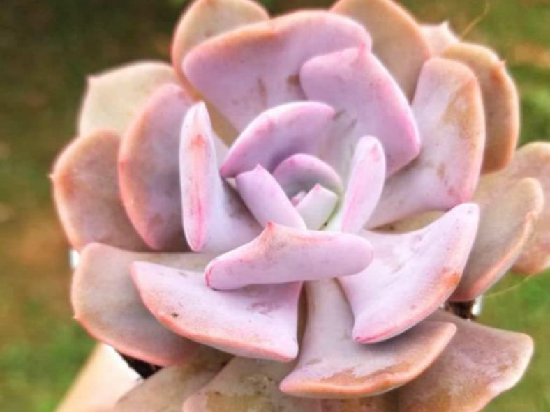 ×Graptoveria 'Spirit of '76'