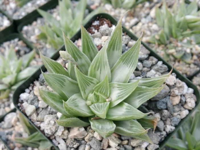 Haworthia retusa 'White Ghost' (Ghost Star Cactus)