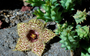 Huernia hystrix (Porcupine Huernia) Huernia hystrix (Porcupine Huernia)